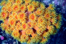 Birmanie - Mergui - 2018 - DSC02688 - Orange Sun Coral - Tubastree aurea - Tubastrea Aurea
